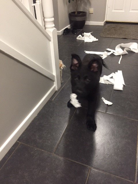 CambsCops's tweet photo. Training police dog pup Fury getting up to mischief on #NationalPetDay @BCHPoliceDogs https://t.co/hkp2eTFJ9k