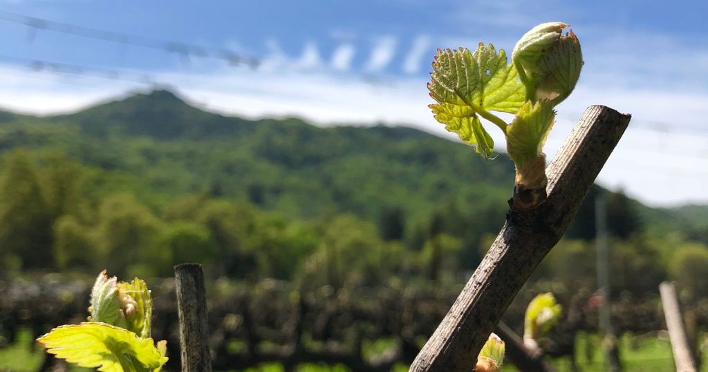 The vineyard is awake, spring has sprung! #budbreak #bonterrawine