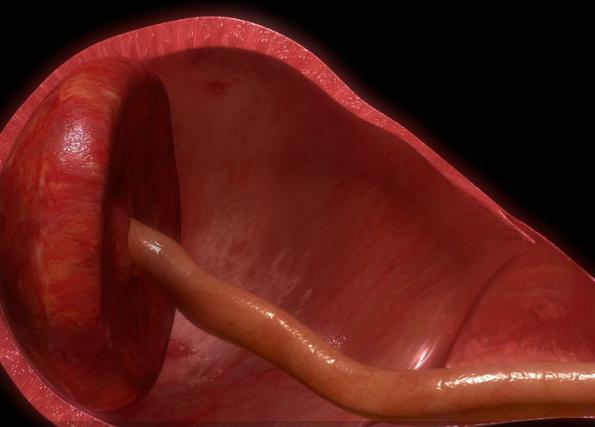 labsoreg's tweet photo. Vía @Salud180 "Esta es la razón por la que no debes comer placenta tras dar a luz"  --> https://t.co/bWsTitH61P https://t.co/3en84tKWVV