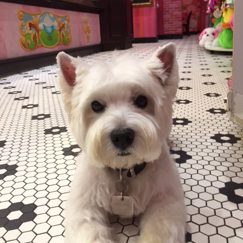 SloansIceCream's tweet photo. Happy National Pet Day! 🐶💕 - ❌⭕️❌⭕️ Archie https://t.co/a58PjHY5AP