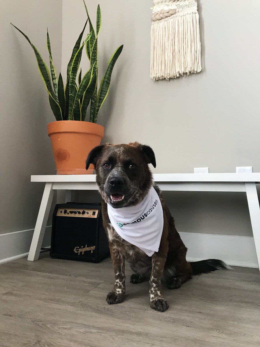 campus_causes's tweet photo. For #NationalPetDay, we thought it was important spotlight our furry team members here at Campus Causes! Shop for your pets on this special day with @Petco through your campaign to earn up to 3% cash back for your team! https://t.co/nBKZu6tRC8 #ShopToRaise https://t.co/6PVfosWUHS