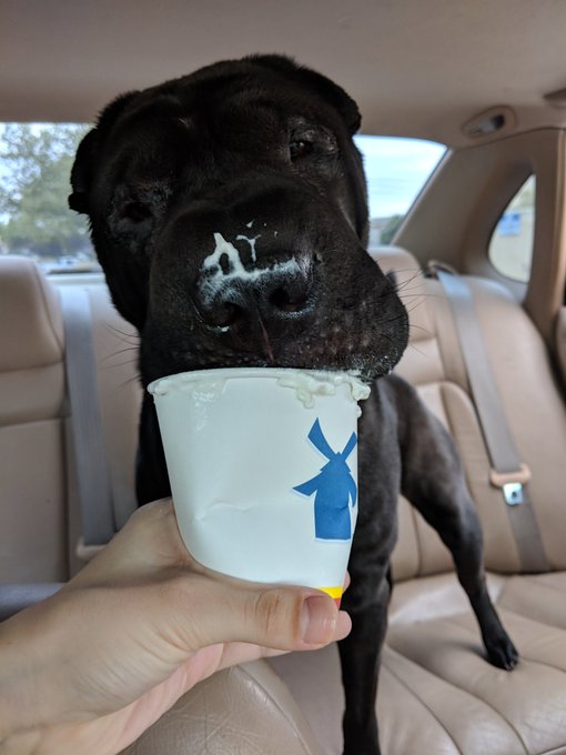 Vader loves whipped cream &hearts;️ https://t.co/06aZb19DBN<a href="/tag/onmfc"class="tags"><span>#onmfc</span></a>