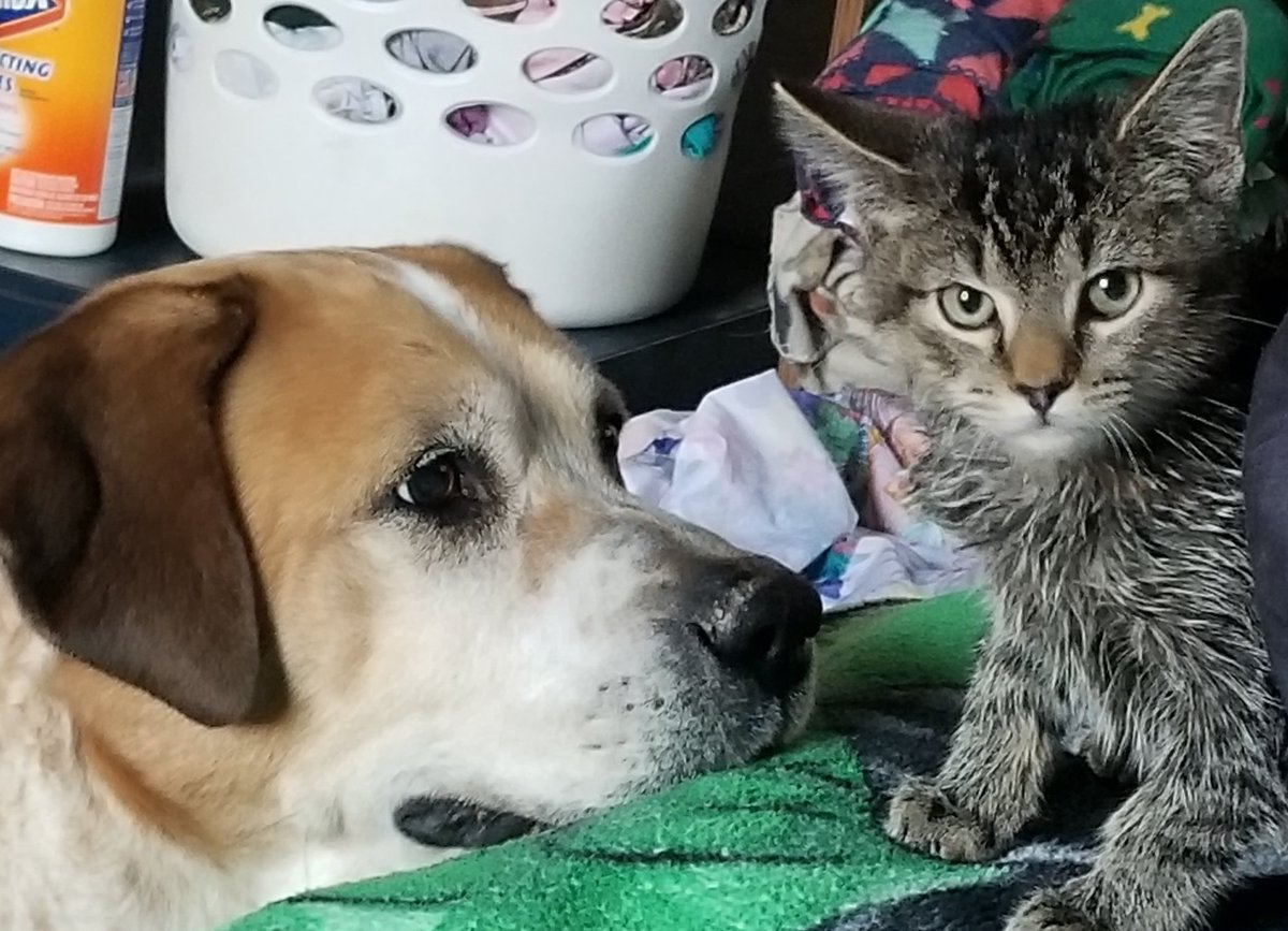 Prairie_Bayou's tweet image. Charly got a bath today. Jahni did not. Charly is not happy about it. #firstbath #NationalPetDay #CatsOfTwitter #dogsoftwitter