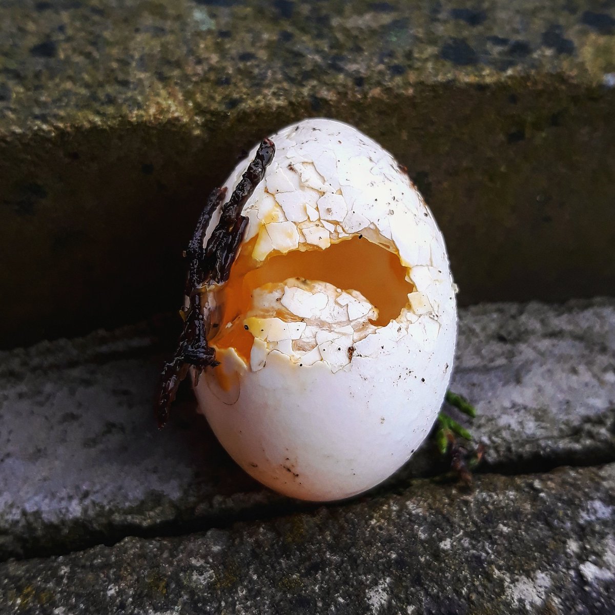 AnyaBird73's tweet photo. A wee egg I found today. It still had some yolk in it #outwalking #nature #tinyegg 🥚🐦 https://t.co/gWtJ2wGNyE