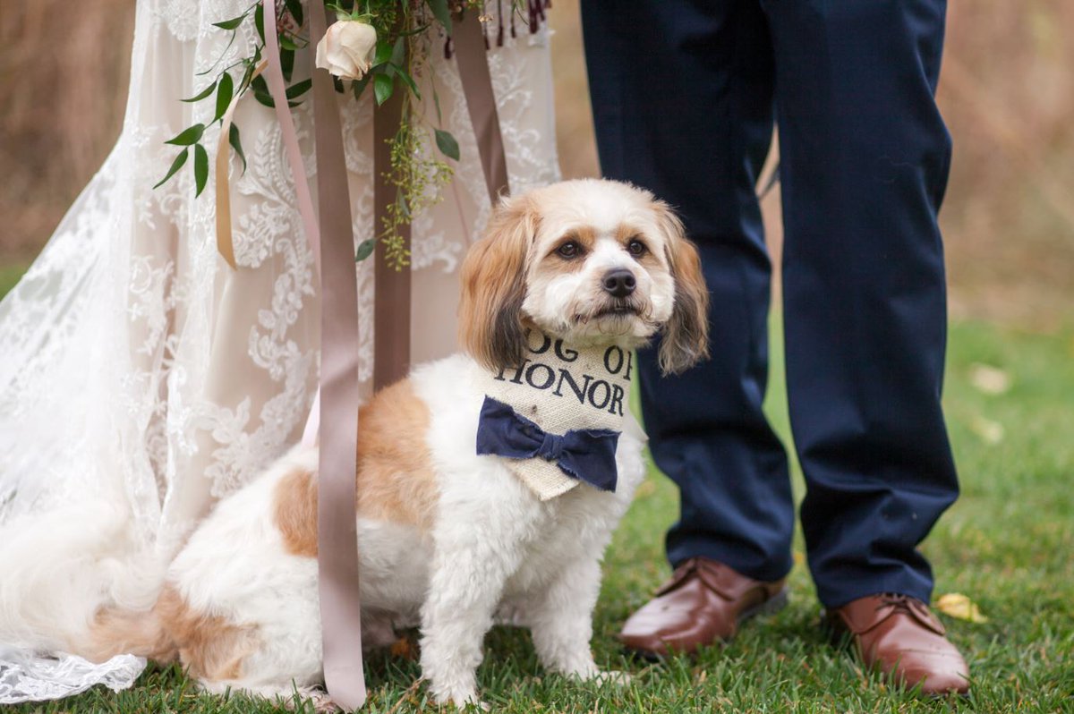 CasablancaBrida's tweet photo. It’s #NationalPetDay, and we’re celebrating this sharp-looking Dog of Honor! He sure knows how to clean up nicely. | Dress: #Style2232 | Photography: Laurel C. Scott Photorgaphy | Retailer: Blue Bridal | #CasablancaBridal #CasablancaBride #CelebrateForever https://t.co/P9VdfU0TY0