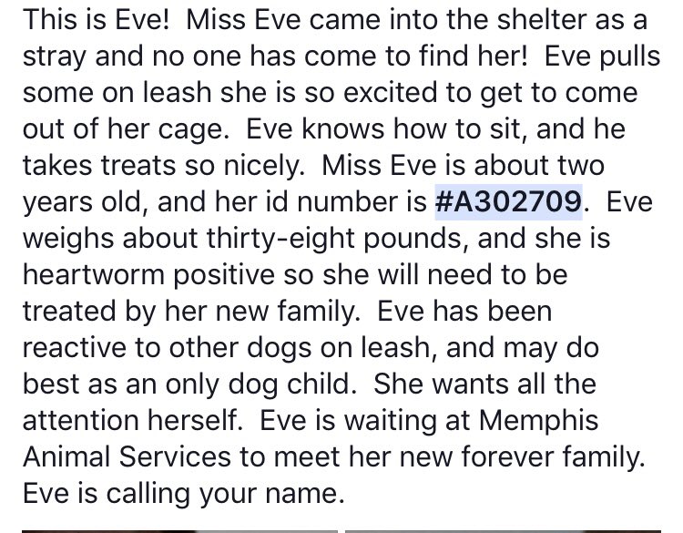 reddogsusie's tweet photo. #TN #MEMPHIS
🆘🆘CRITICAL Eve 2yo female hw+ loves fuss &amp; attention, great manners, may need to be in an only dog home! Needs out now! Pls #ADOPT #PLEDGE #RESCUE #FOSTER HELP🙏🏻
https://t.co/jPTpMrtT6D https://t.co/UGn8ggYWZh