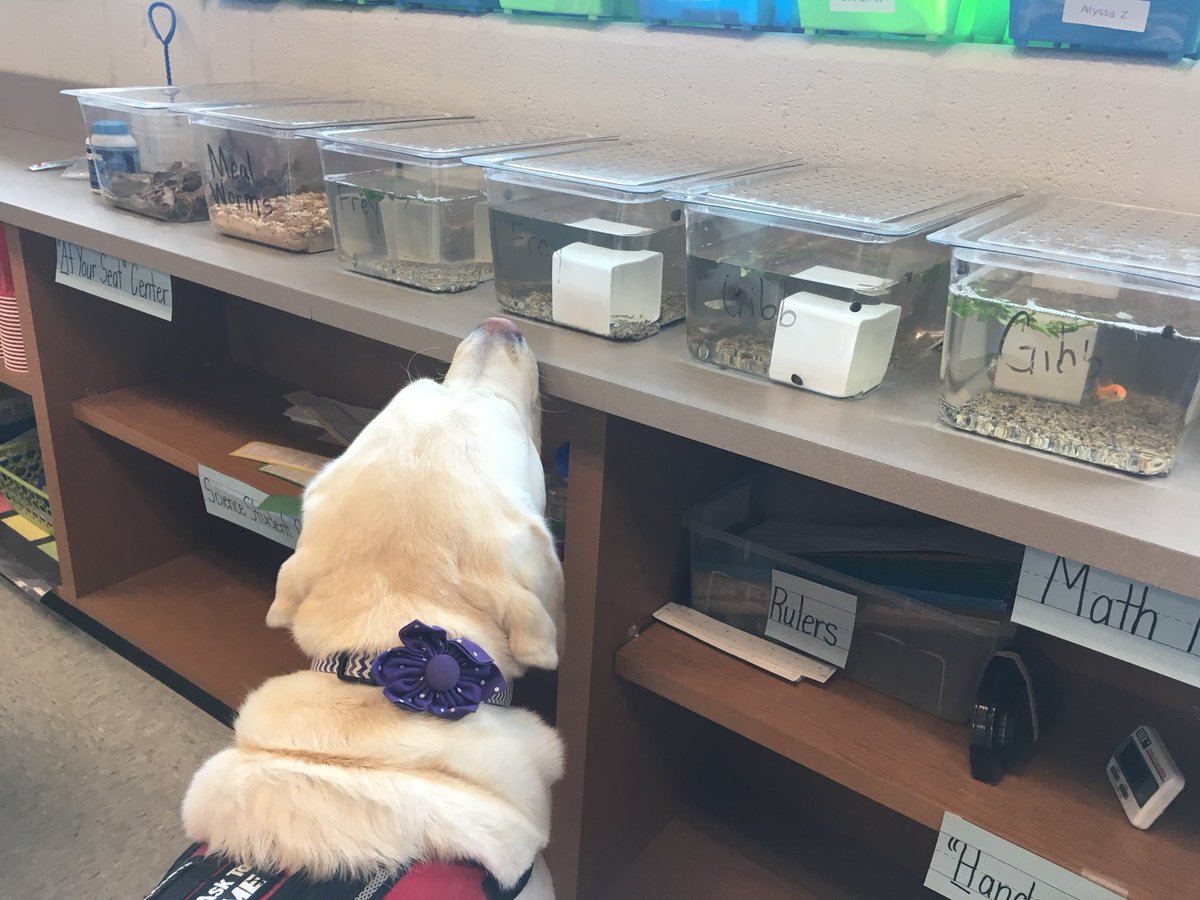 WESpolarbears's tweet photo. Aspen is very curious about these habitats in GR4 #DiscoveringScience #WEmatter #WeAreNorthern @HeatherGibb2 https://t.co/A8YzTH59Up