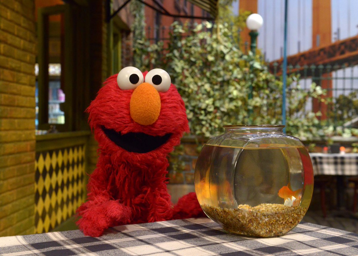 Gå ned Hellere uddanne Elmo on Twitter: "Elmo wants to wish Elmo's pet fish Dorothy a happy  #NationalPetDay! Elmo loves to watch Dorothy swim! https://t.co/yss6w24MK7"  / Twitter