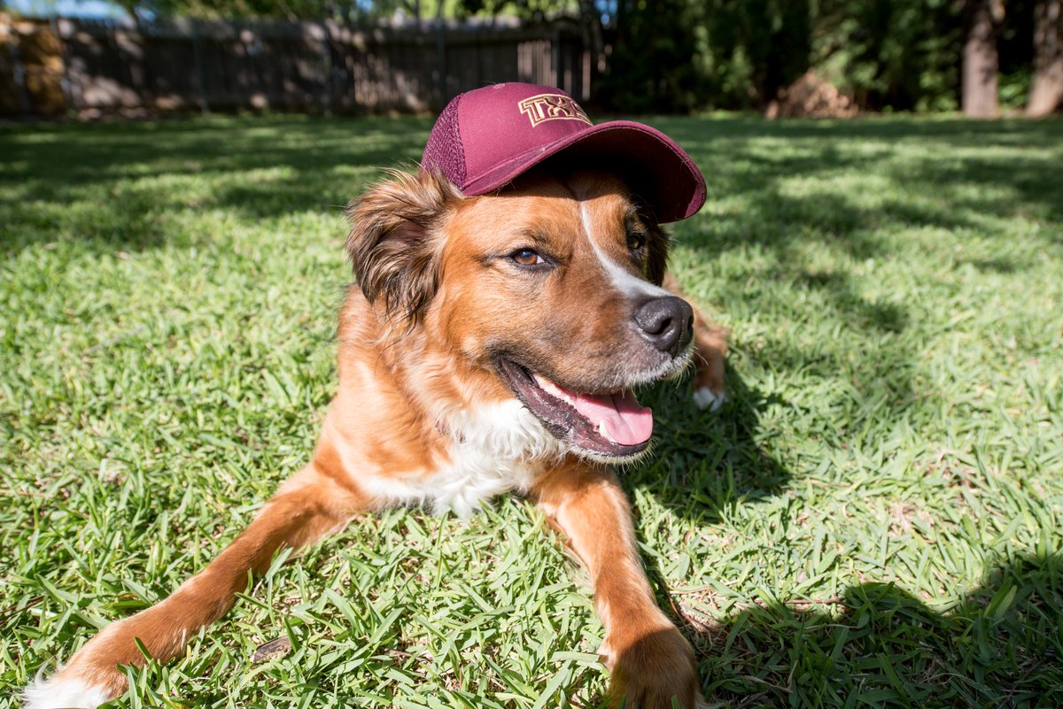 txst's tweet photo. Adorable pets who love #TXST? Yes, please! Happy #NationalPetDay! #beabobcat https://t.co/W3cd6pCzaX