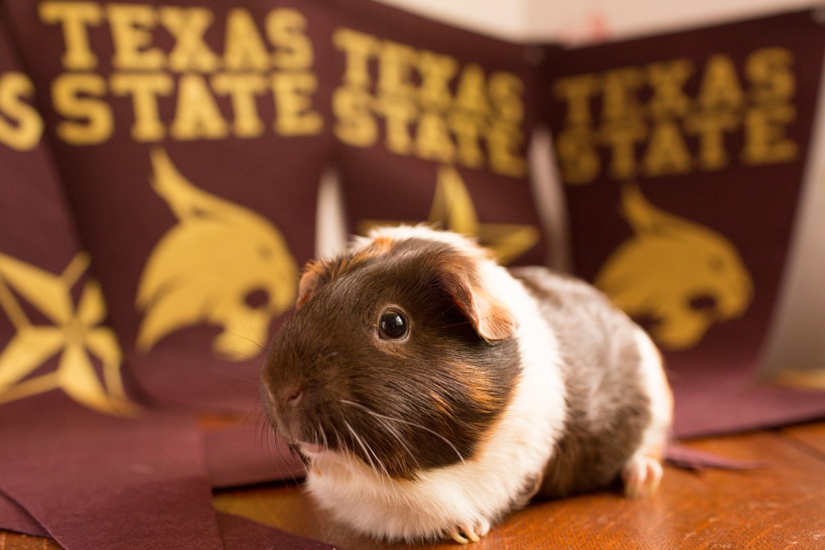 txst's tweet photo. Adorable pets who love #TXST? Yes, please! Happy #NationalPetDay! #beabobcat https://t.co/W3cd6pCzaX