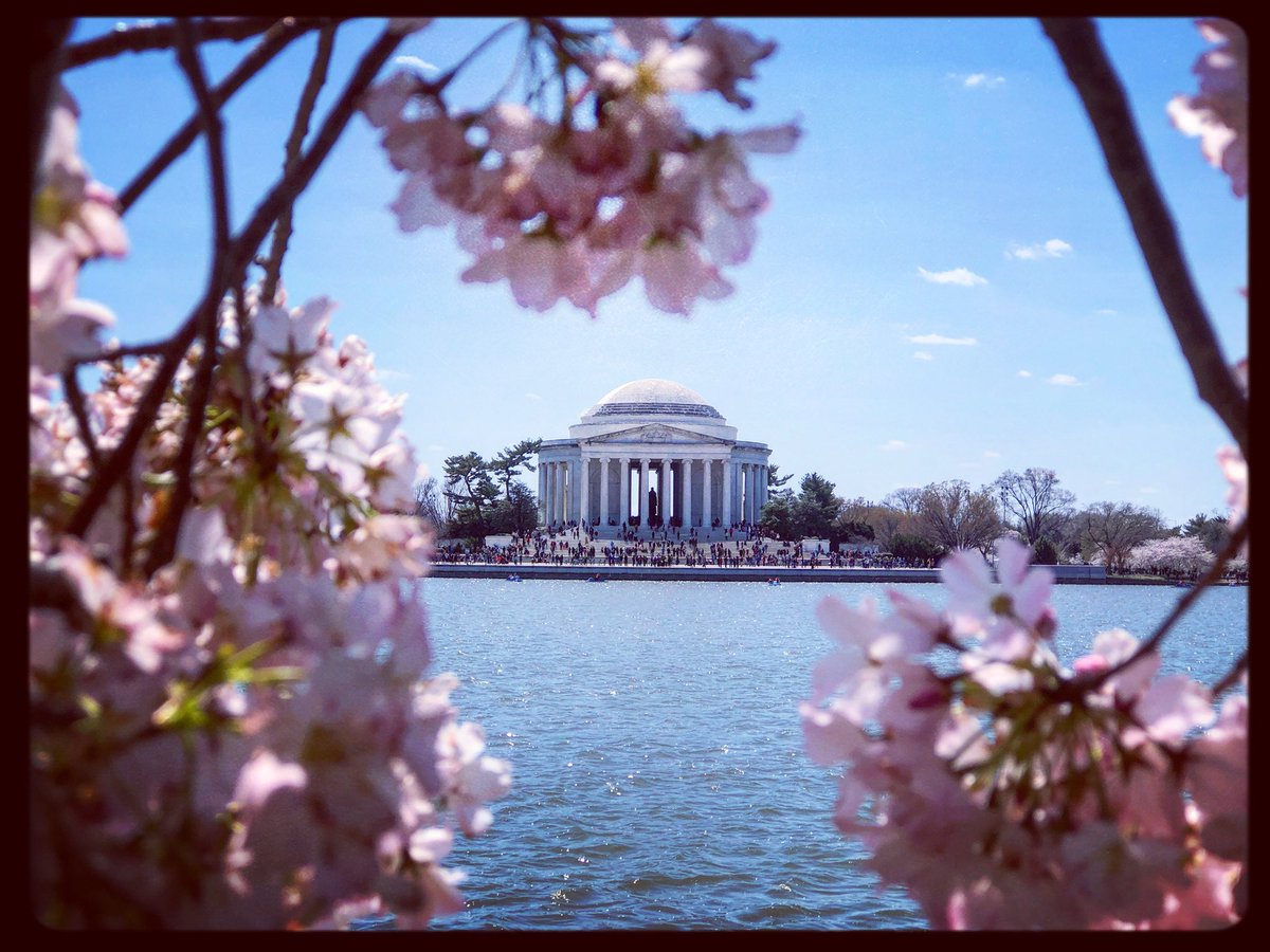 zoe_dauth's tweet photo. Beautiful springtime in Washington #cherryblossoms #tidalbasin 🍒🌸 https://t.co/6gVj4Owdga