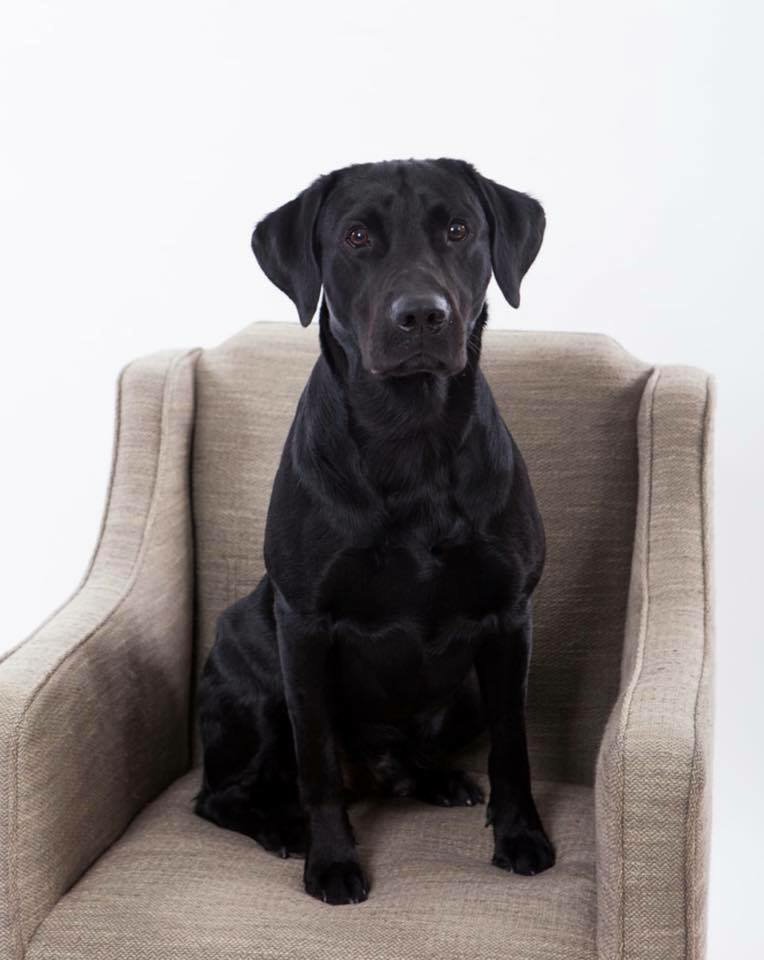Archie the resident newshound at SCC wishes all his friends and colleagues a happy #NationalPetDay
