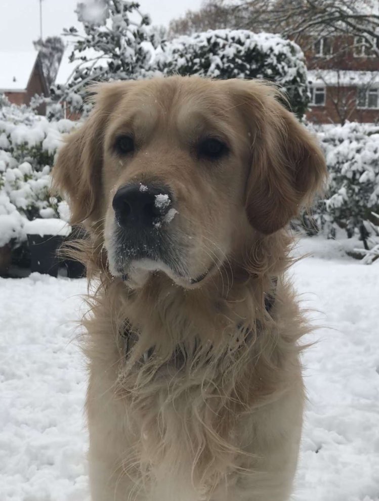 timecapture_tcs's tweet photo. When it’s #NationalPetDay it’s only right we introduce you to Alfie, the retriever that’s a natural in front of the camera https://t.co/RyCIgjltOX