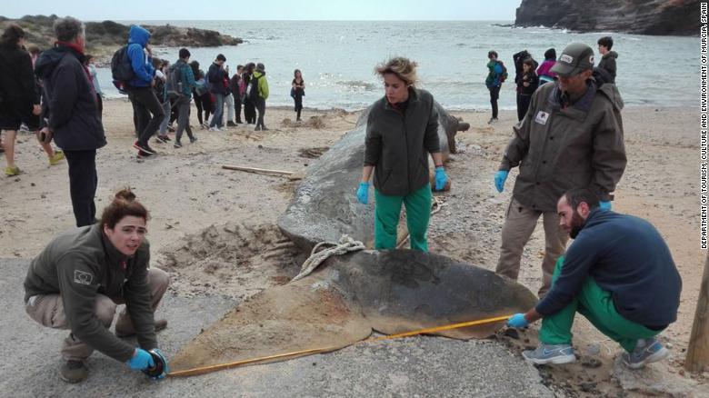 CNN's tweet image. A sperm whale that washed up on a beach had 64 pounds of plastic and garbage in its stomach cnn.it/2GQTpSB