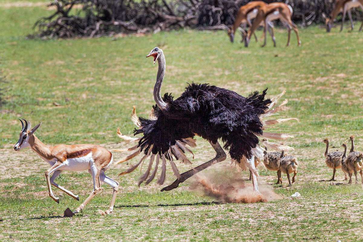 catersmediagrp's tweet image. Don&apos;t get in a flap! This angry ostrich chases off an antelope close to his chicks! 🦃🐣 #flap #flapping #chasing #animalchase #birds #bird #birdsofinstagram #chick #ostrich #angry #mother #protectivemum #protectivemom #mom #protective #antelope
