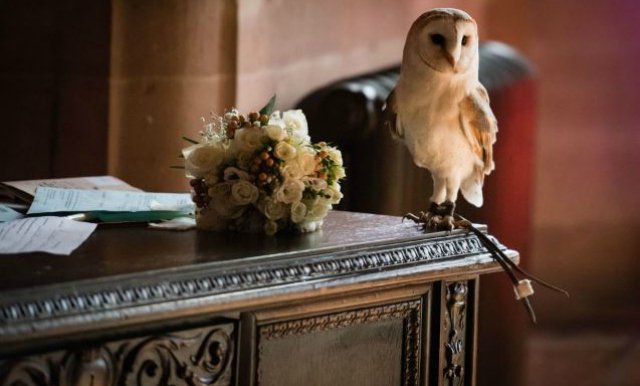 FleurdeLysBride's tweet photo. Ring-bearing owl causes chaos at a wedding in the UK by firstly knocking over the best man, then misbehaves by flying around the room with the rings! Luckily the bride saw the funny side. #whenweddingsgowrong #weddingday #rings https://t.co/XxyJydQO9C