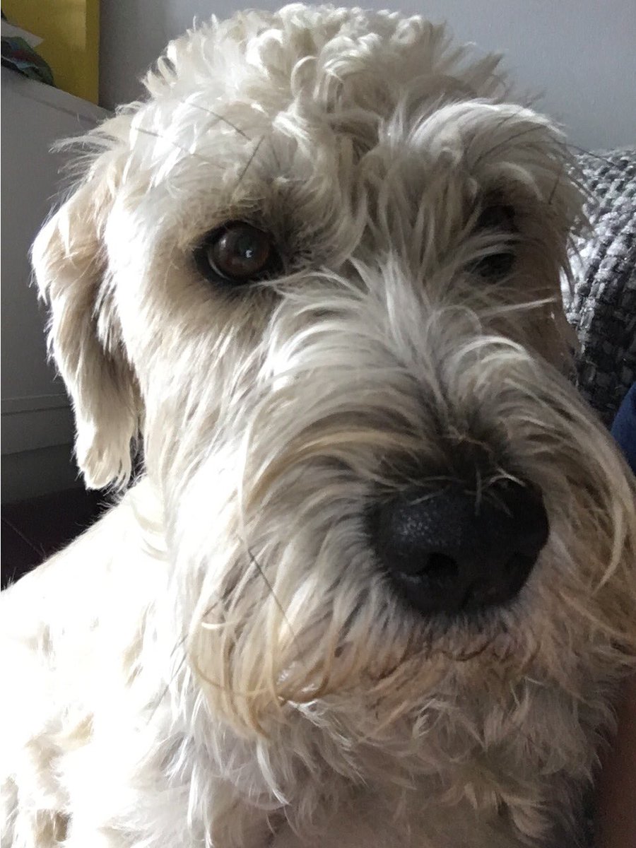 VortexElectric's tweet photo. Seen as it’s #NationalPetDay we thought we’d give a shout out to our loyal electridog Ronda! https://t.co/eITtIjY2te