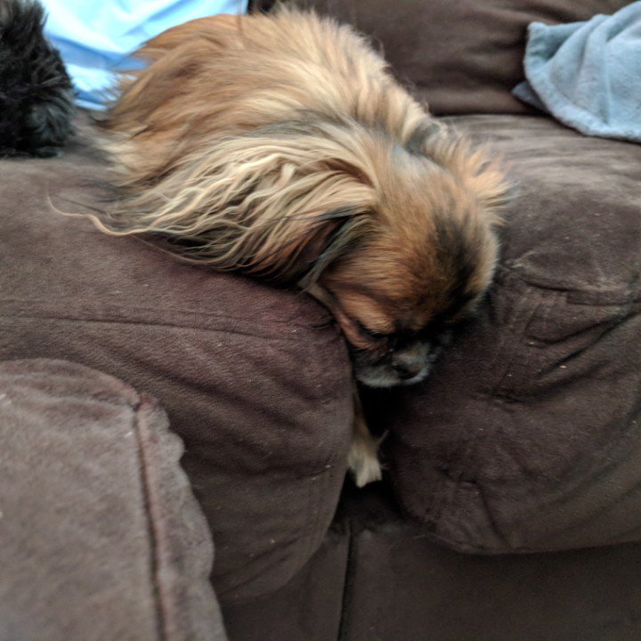 prapso shih tzu price