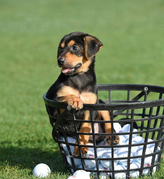 PGATOUR's tweet photo. #NationalPetDay is even more fun out on the course. 

⛳️🐶❤️️ https://t.co/P8w5gnbNHr