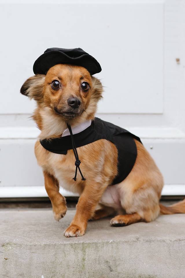 PremiereEvents_'s tweet photo. What’s better than a pup in a tux? 😍 Happy #nationalpetday from dashing Mr. Coach. 📸 by SMS Photography https://t.co/u7g350UAl3