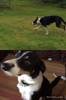 millypod1's tweet image. TAI IS HOME. THANKS FOR RT's 😊🐕
#Kingswood #Langleys #Basildon #Essex #SS16
PLEASE DO NOT CHASE 
SIGHTINGS PLZ  07854 994596 / 07542 858778 
doglost.co.uk/dog-blog.php?d…