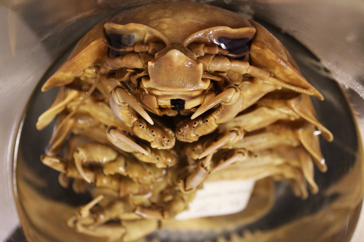 LUMCONscience's tweet photo. GIANT DEEP-SEA ISOPOD REPRODUCTION BEGINS WHEN A ♂️ USES HIS 'PEENIES' & 'MASCULINAE' TO GIVE SPERM TO A ♀️.
THEN THE ♀️ BROODS THE LARGEST EGGS OF ANY MARINE INVERTEBRATE IN A POUCH LIKE A KANGAROO.
THEN TINY COPIES OF ADULTS EMERGE, MINUS 1 PAIR OF LEGS.
#SHOUTYSCICOMM https://t.co/hL43NTvDem