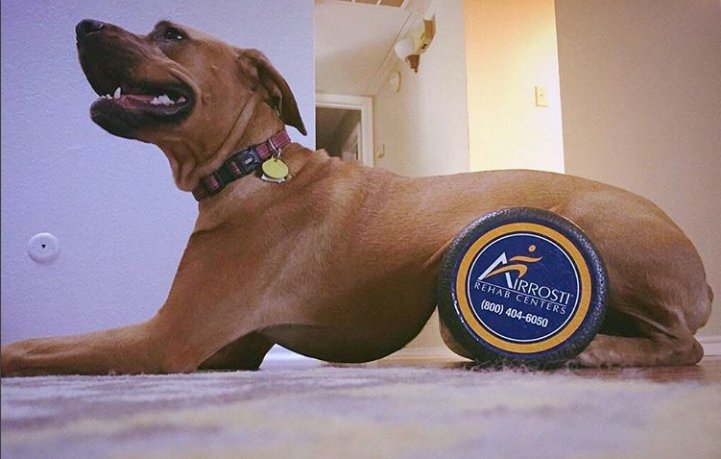 To the ones that remind us to roll out and recover, happy #NationalPetDay