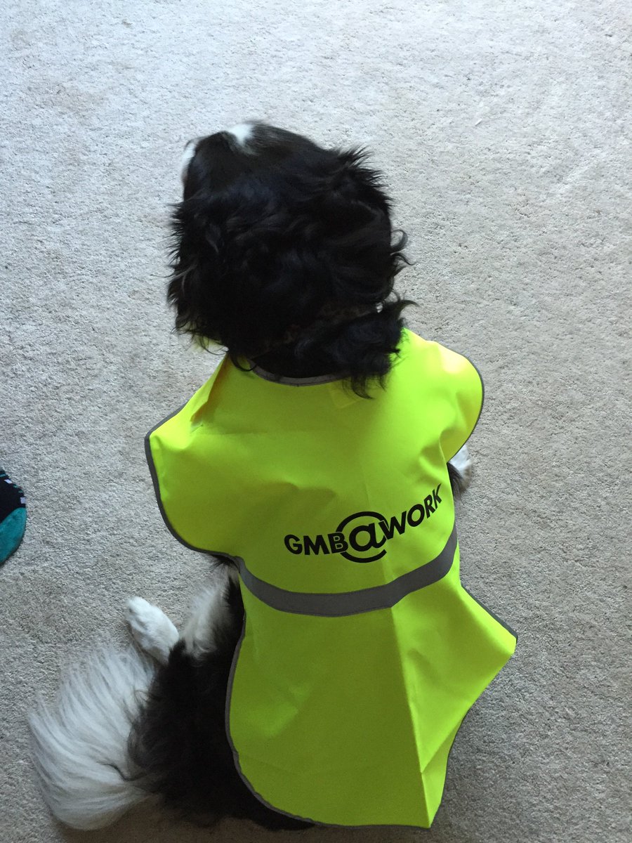 drewduffy's tweet photo. @PetsofGMBYM Do you know Pellacraft do GMB dog coats? https://t.co/316ifQwGkZ