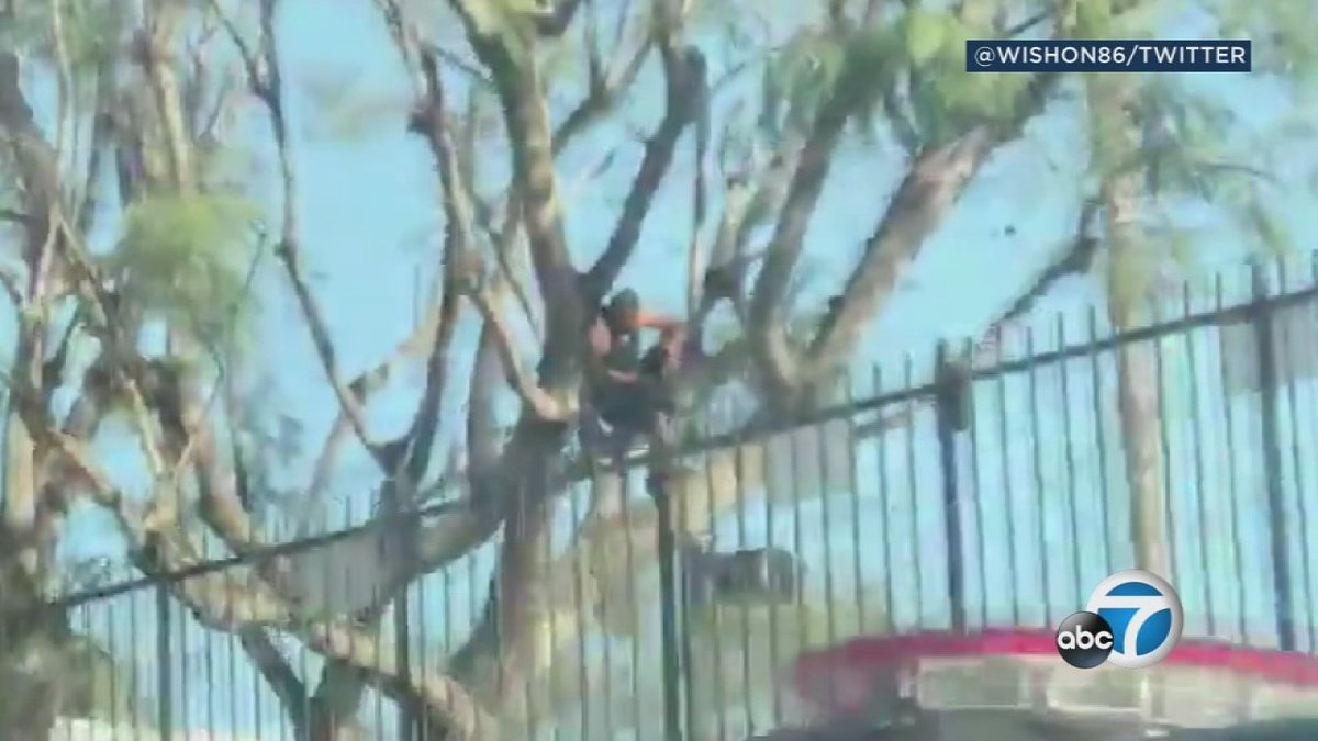 ABC7's tweet photo. VAN NUYS UPDATE: Arson suspect in custody after lighting his jacket on fire, climbing tree and locking himself inside Van Nuys Denny's bathroom https://t.co/ZXoZY60UNJ https://t.co/mFioAZx1BX
