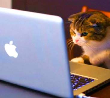 SoHoPlaces's tweet photo. Only cool #cothinking places let their customers bring their cats and dogs to their space! Here @SoHoPlaces we believe that productivity is key and if that means bringing your furry friends to help you focus then so be it! #coworking #nationalpetday https://t.co/2WQbWk19Eb https://t.co/oLe7Nno2u8