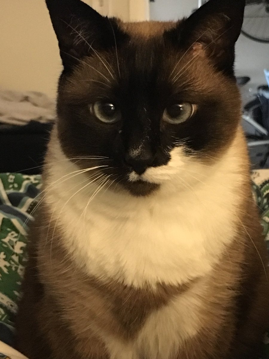 Happy #NationalPetDay to the world's most amazing critter. #TealieCat #SnowshoeSiamese #Siamese