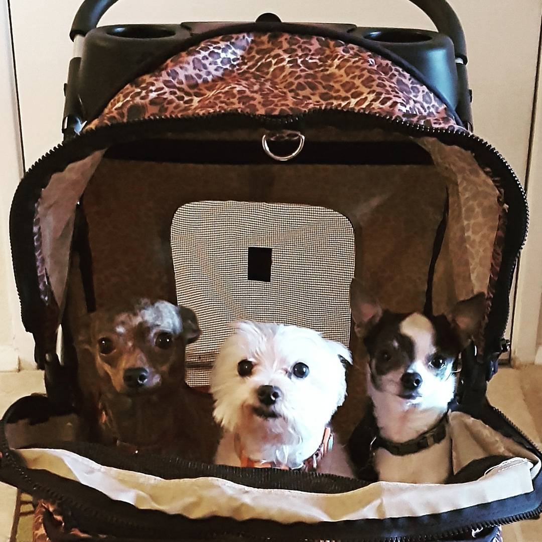 AmandaNicole047's tweet photo. In honor of #NationalPetDay let me tell a little about each of my furbabies & my love for them! #MollyBell #CocoaChannel #MaxMoo #Maltese #Chihuahua https://t.co/ro3zxedb2s