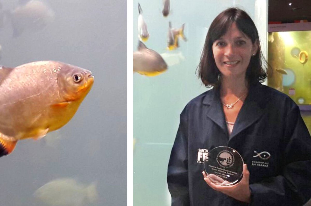 GobSantaFe's tweet photo. ¡Genia total! Dejale tu saludo a Vanina Villanova, ella es investigadora del @AcuarioRParana y ganó una Beca Internacional en Estados Unidos para secuenciar el genoma del Pacú 🐟🐡🐠 #OrgulloSantafesino https://t.co/II6SWtWTjy