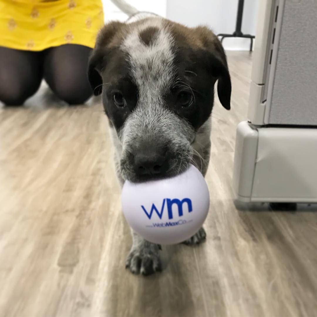 WebMaxco's tweet image. Did someone say “#NationalPetDay”?! Meet D’arce - This lil guy is the #WebMax team mascot for the day! ⚪️🐶