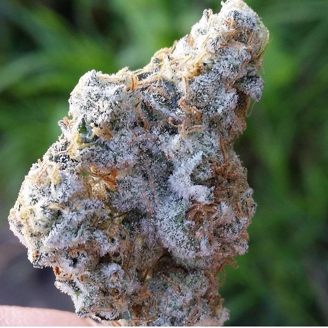 HIGH_TIMES_Mag's tweet image. Cookies Kush. 🍪

📸: instagram.com/dankzillaaaa
