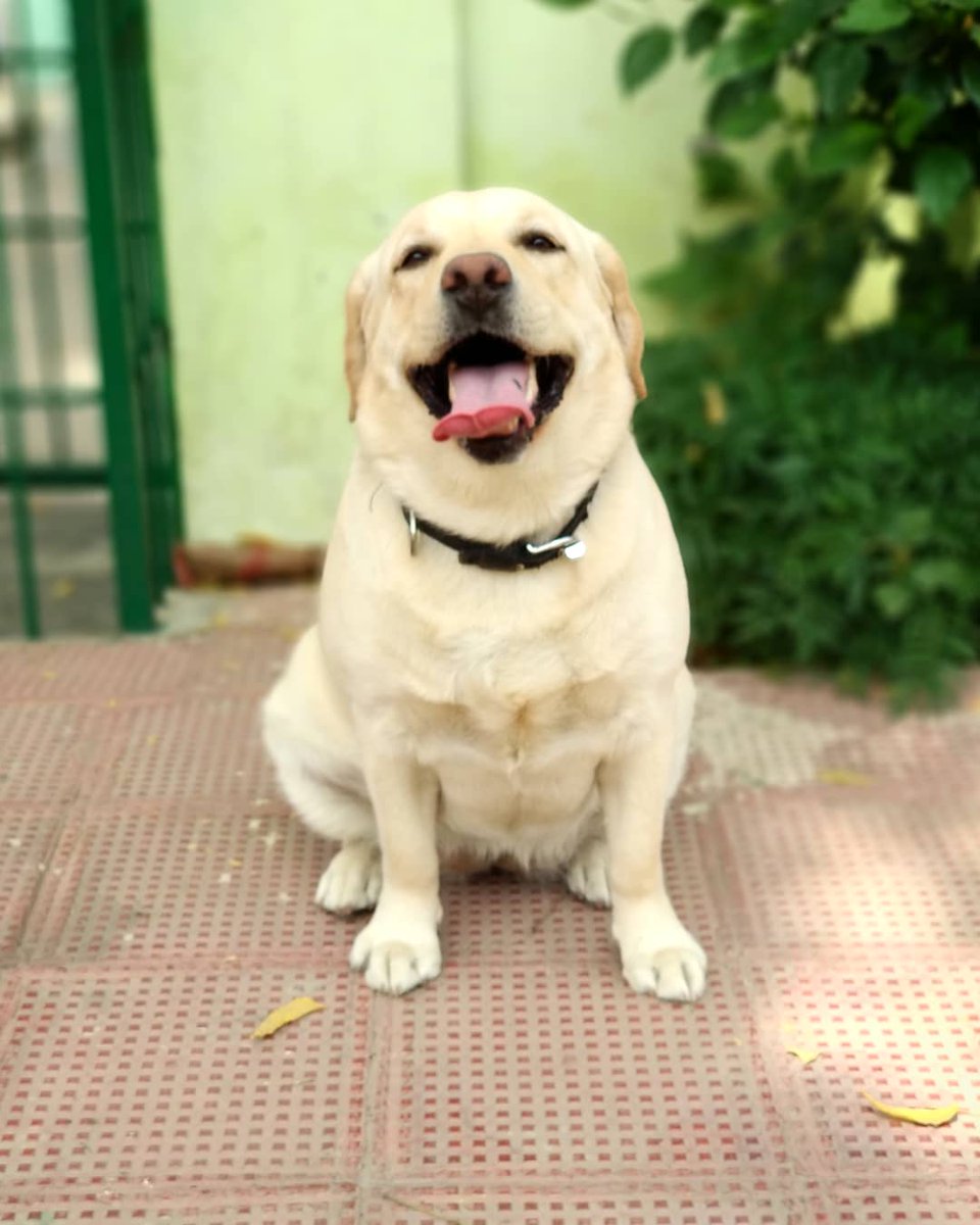 meet_the_roxy's tweet photo. @yourdog All i can say is... She is my Soul 🐕❤️ https://t.co/1IA8nMjmuj