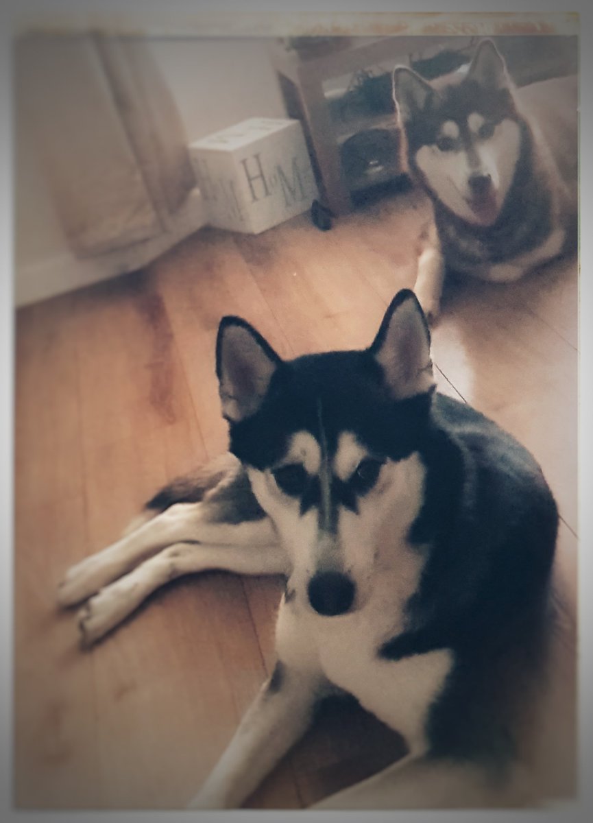 Sarah_atGMB's tweet photo. Happy #nationalpetday from these two @PetsofGMBYM https://t.co/ZXNXRbj5lE