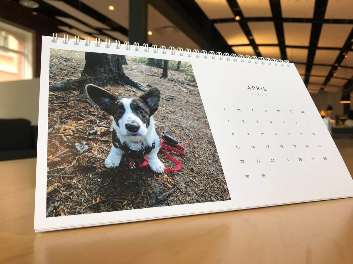 metalab's tweet photo. April's Feature Goodboy: Riker, a sweet little 9-month old cardigan corgi whose body proportions make absolutely no sense to anyone who adheres to the Golden Ratio. https://t.co/RIqO38tIjM