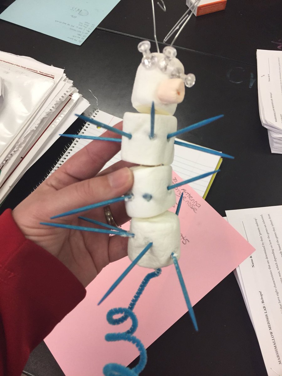 KuehnScience's tweet photo. Exploring meiosis and inheritance by selecting for rebops with the kost profitable traits. #wearespartans #rebopshow #bio https://t.co/Z1pdNjl0eZ