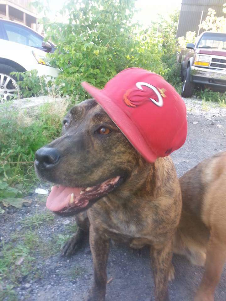 brittanyb11's tweet photo. #NationalPetDay #mydog #mydogiscutest https://t.co/zOwshdBdsc