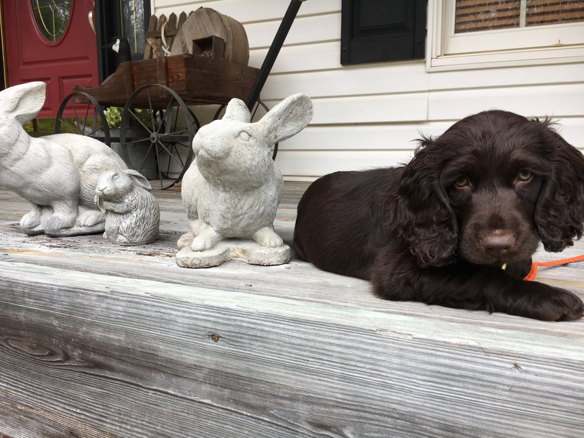 Yes... that is our Senior V.P. holding our mascot, Clyde the Boykin Spaniel! It's safe to say his #dogdad is proud! #nationalpetday #bringyourpettowork #mascot