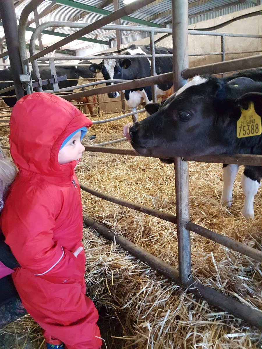 RosaleenOConnor's tweet photo. Fíonán  (2yrs) first time meeting a calf on a visit to Sínead &amp; Mike Walls farm #onthefarm in Newtownshandrum Cork https://t.co/Vl6EPa7iHh