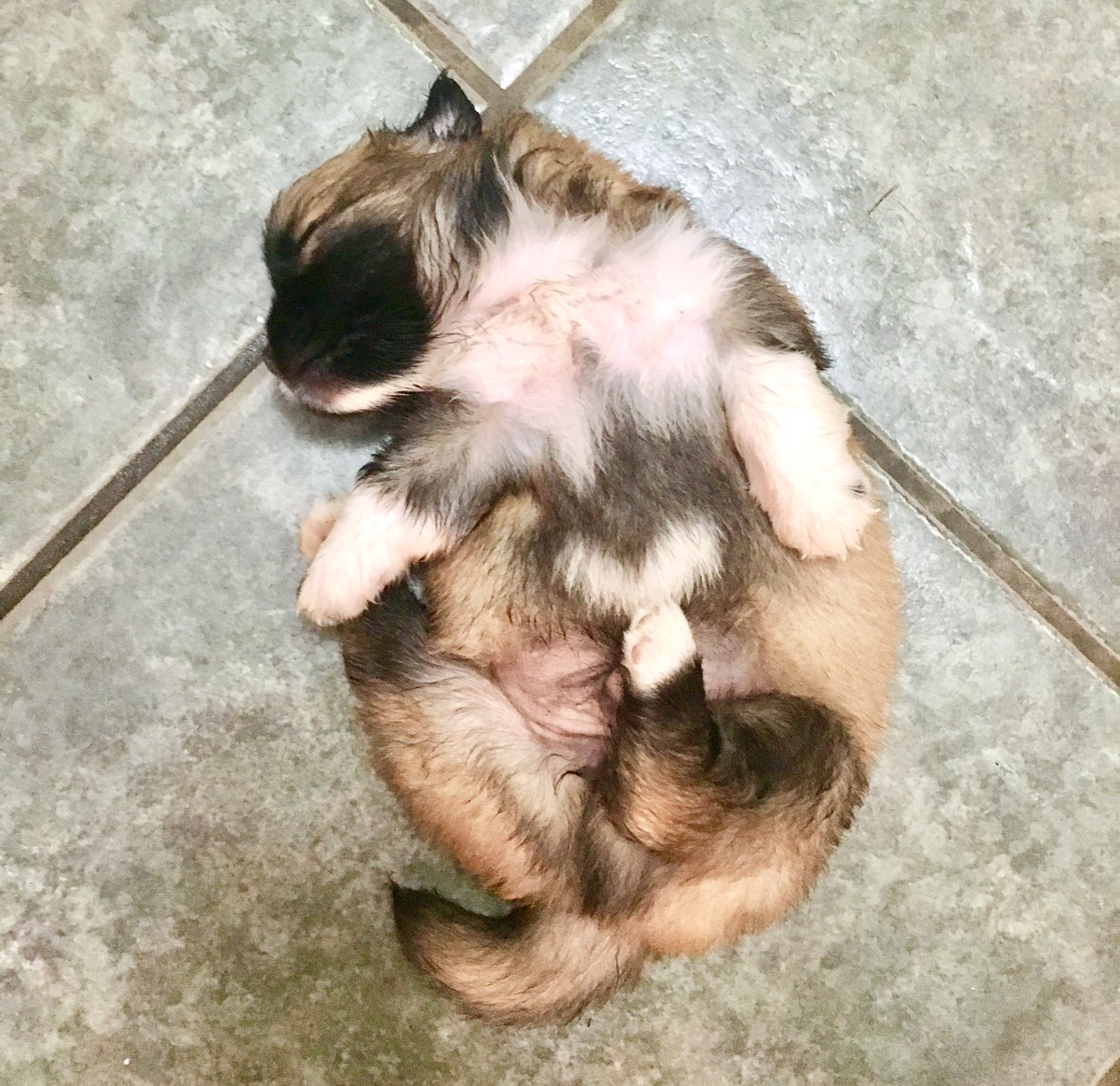 MarcyRodge's tweet photo. He sleeps in the cutest positions. What would I do without my little shadow?
#NationalPetDay #doglover #CutenessOverloaded #Mydogstolemyphoneand https://t.co/fJjM5aNCbc