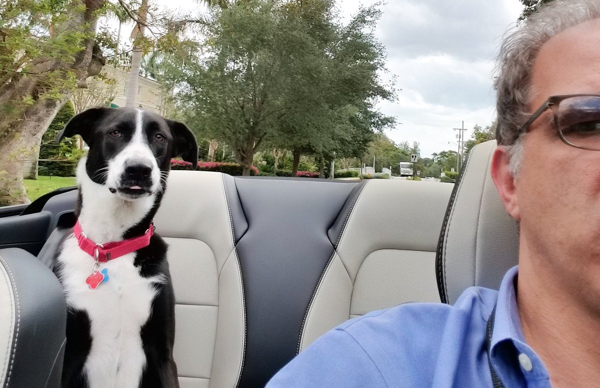 dislaw's tweet photo. #nationalpetday #snoopysgotnothingonme #lucyatwork @FlaBarAnimalLaw https://t.co/TrEmT0SO94