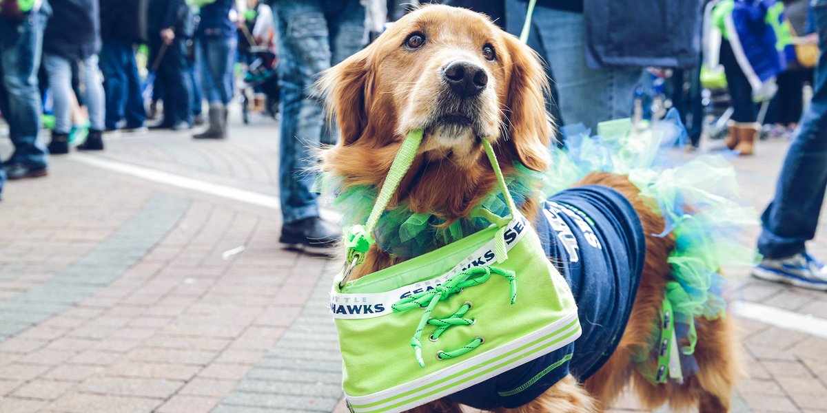 seahawks dog gear