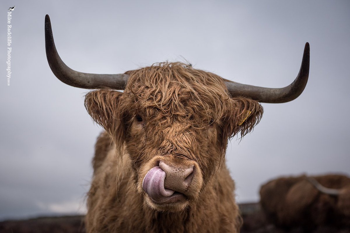 'Bet ya can't do this...' The locals have unusual talents #highlandcattle #roundtable #isleofman <a href="/visitisleofman/">Visit Isle of Man</a> <a href="/ManxNFU/">Manx Farmers Union</a> @OurIsland2018 <a href="/BiosphereIOM/">BiosphereIOM</a> #ourbiosphere #mybiosphere #manx #farming <a href="/Manxdotnet/">Manx.net</a>