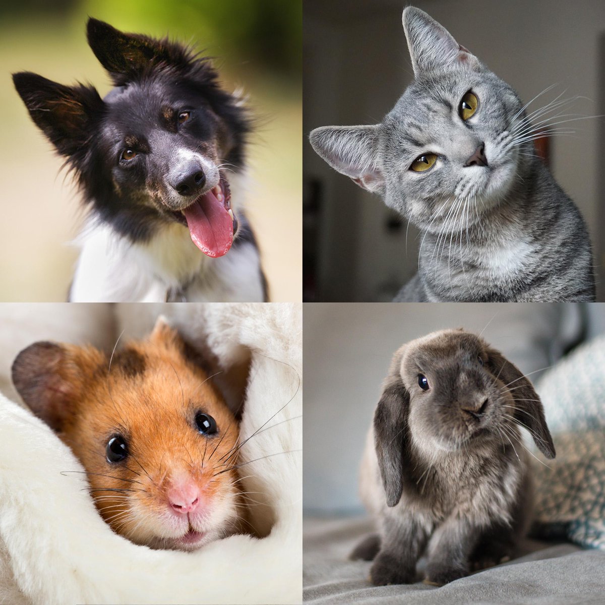 AnimalPlanet's tweet photo. Show us your pets! It's #NationalPetDay https://t.co/ewDTkw7k0x