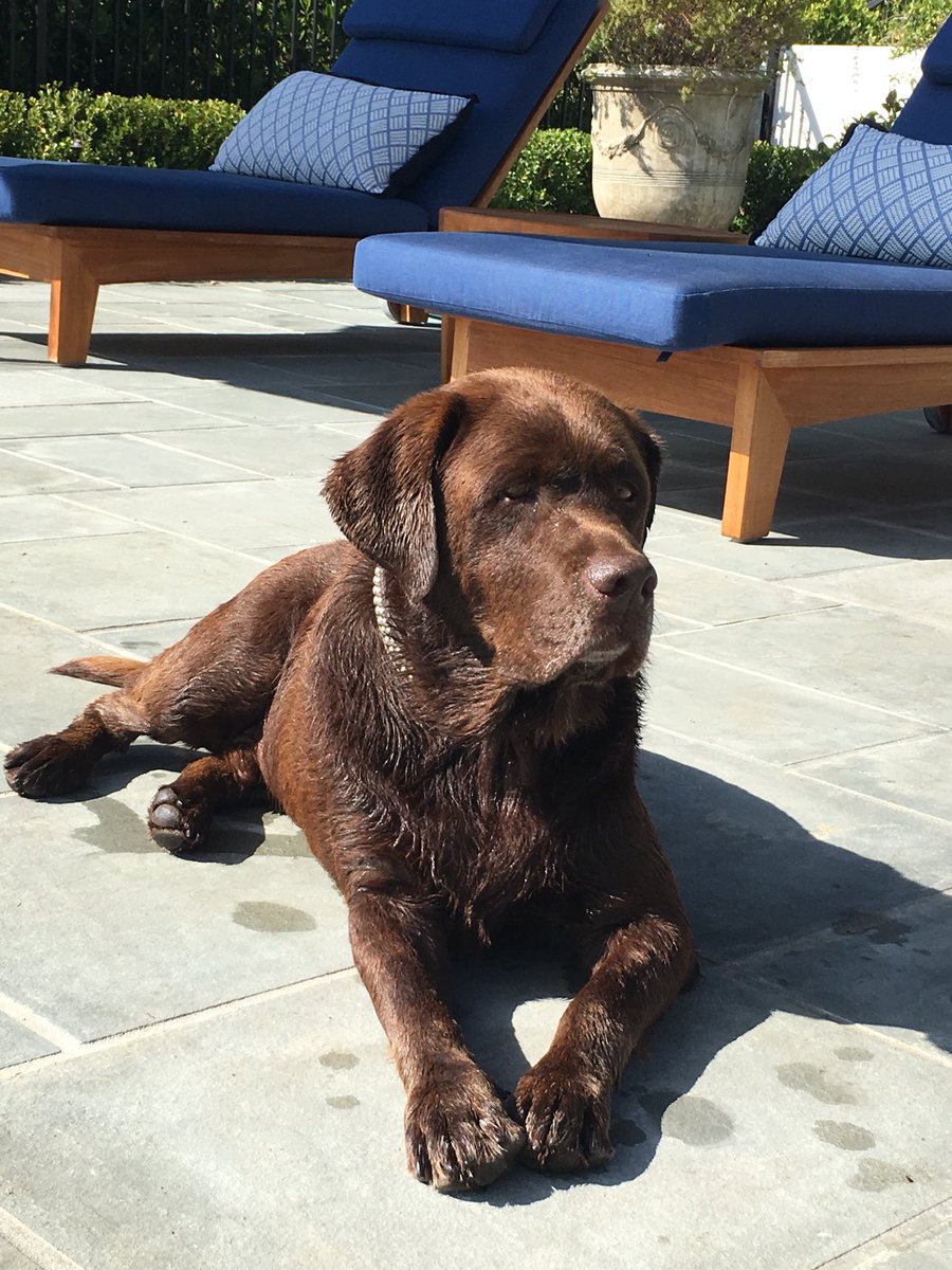 ReeseW's tweet photo. Heard it’s #NationalPetDay today… but let’s be honest, every day is National Pet Day! Love my squad. 🐶🐶🐶 #PepperPortraits #LoveMyLab https://t.co/UNOm1BY8DT