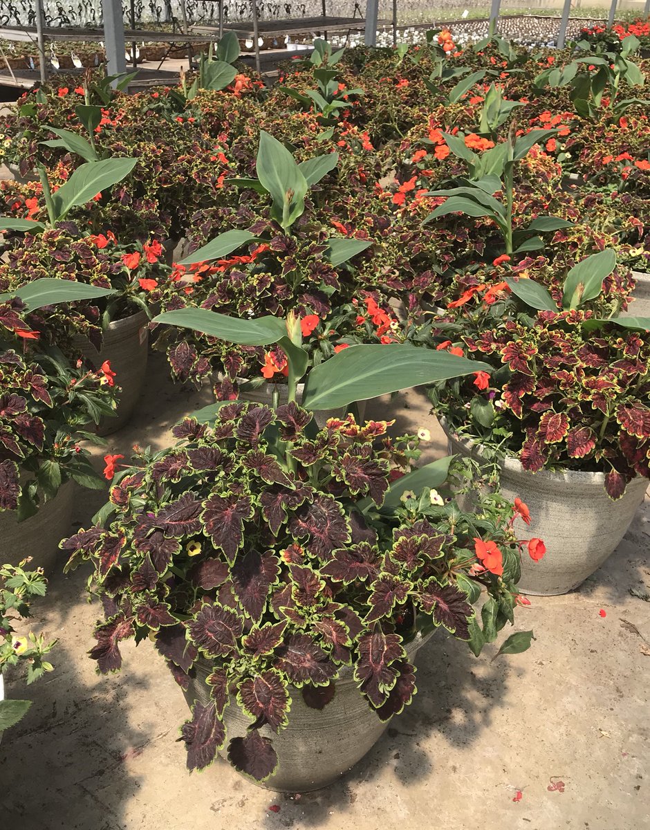 Finished containers Galor!!! Delivering to <a href="/HomeDepot/">The Home Depot</a> <a href="/Pat_Fischetti/">Patrick Fischetti</a> <a href="/freddyplants/">Fplants</a> <a href="/JohnTuten2/">John Tuten</a> <a href="/DanStuppiello/">Dan Stuppiello</a> <a href="/cathy4plants/">Cathy Morrow</a> <a href="/VWIGreenhouse/">VanWingerden 🌱</a>