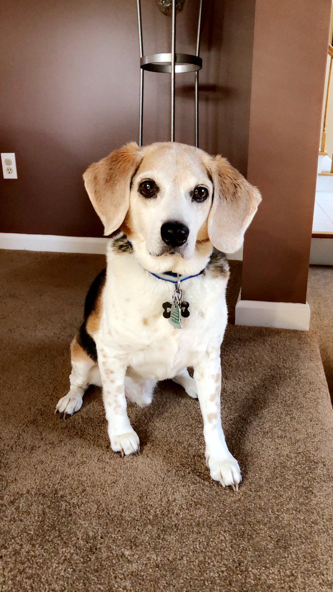 MJEventPro's tweet image. Happy National Pet Day to my baby, Pinot Noir... He's 13, but thinks he's 2!